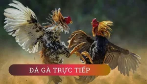 Khám Phá Cách Chơi Đá Gà GA28 Tại 98WIN Dễ Thắng