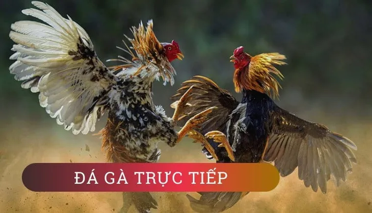 Khám Phá Cách Chơi Đá Gà GA28 Tại 98WIN Dễ Thắng