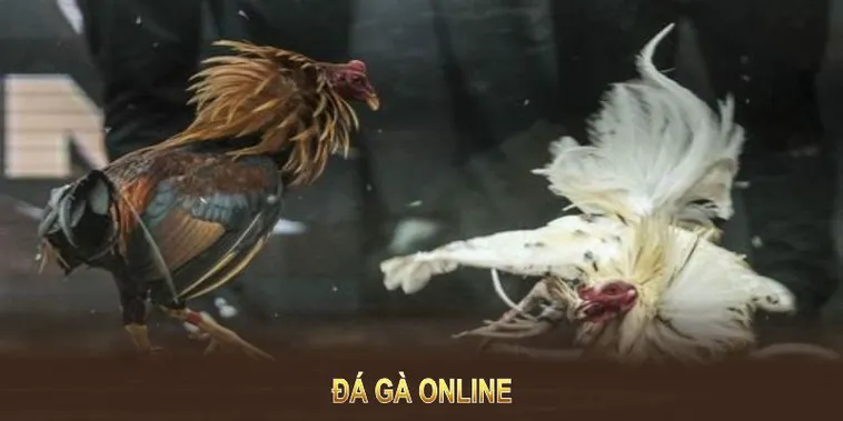 Đá Gà WS168 Tại 98WIN: Bí Quyết Thắng Lớn Trong Từng Trận